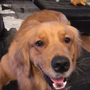 Meet your Posher, Dave